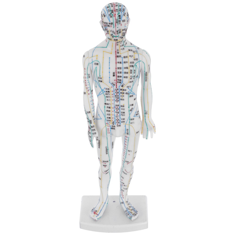 Traditional Chinese Medicine Meridian Model Acupoint Learning Display