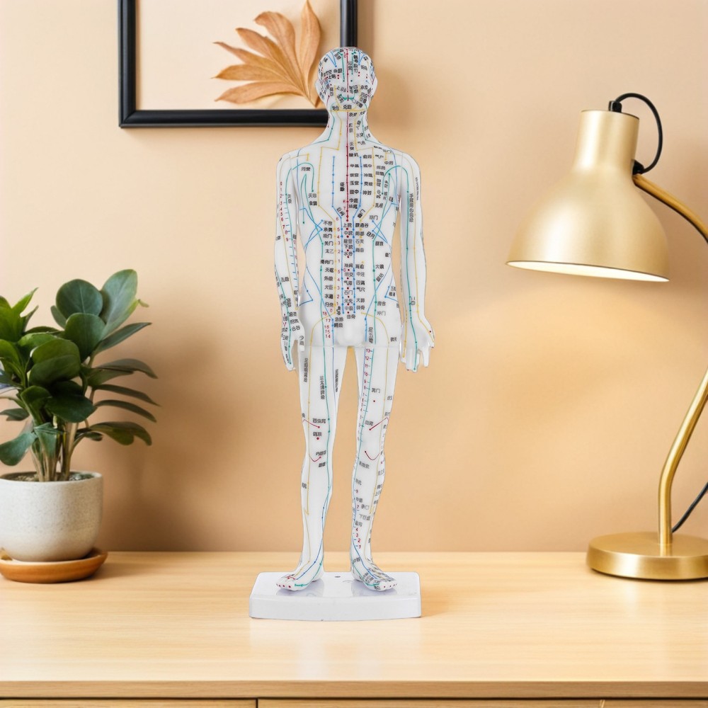 Traditional Chinese Medicine Meridian Model Acupoint Learning Display