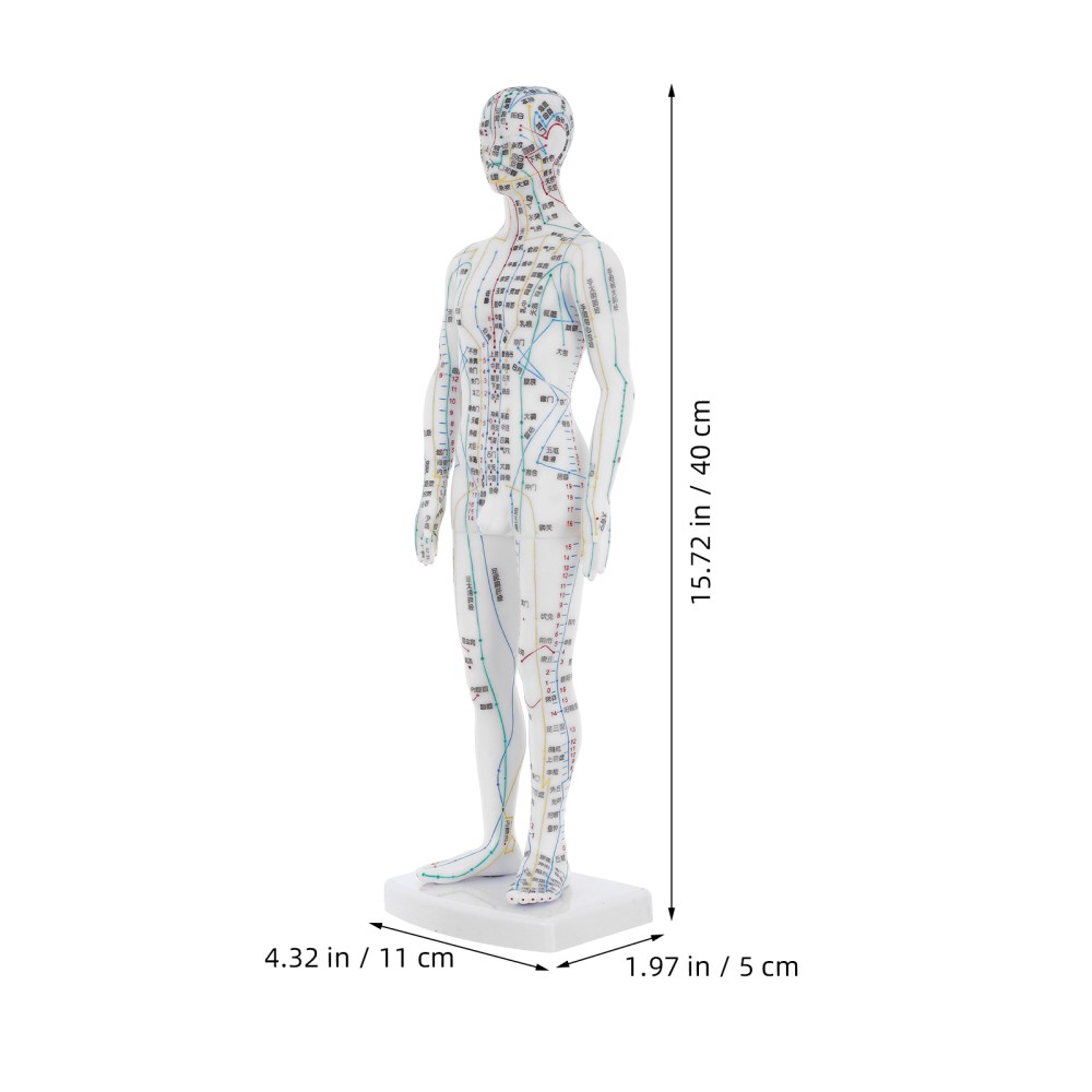 Traditional Chinese Medicine Meridian Model Acupoint Learning Display