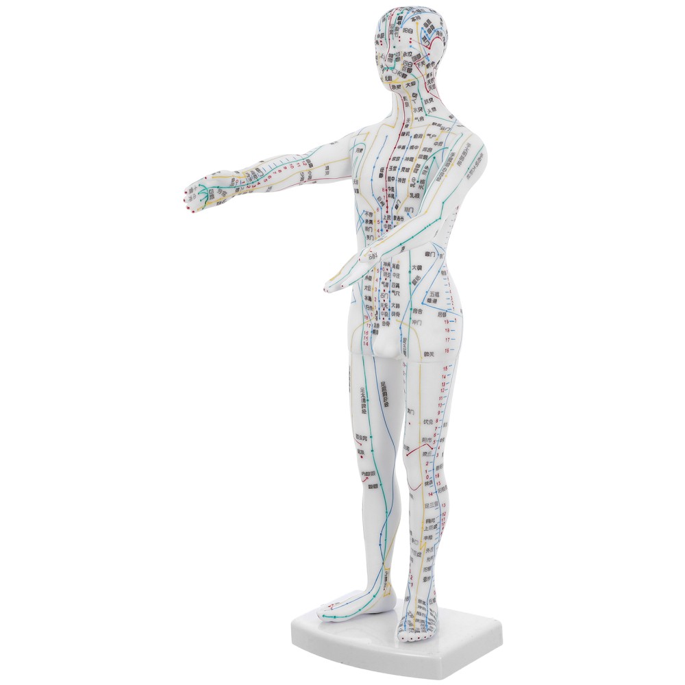 Traditional Chinese Medicine Meridian Model Acupoint Learning Display