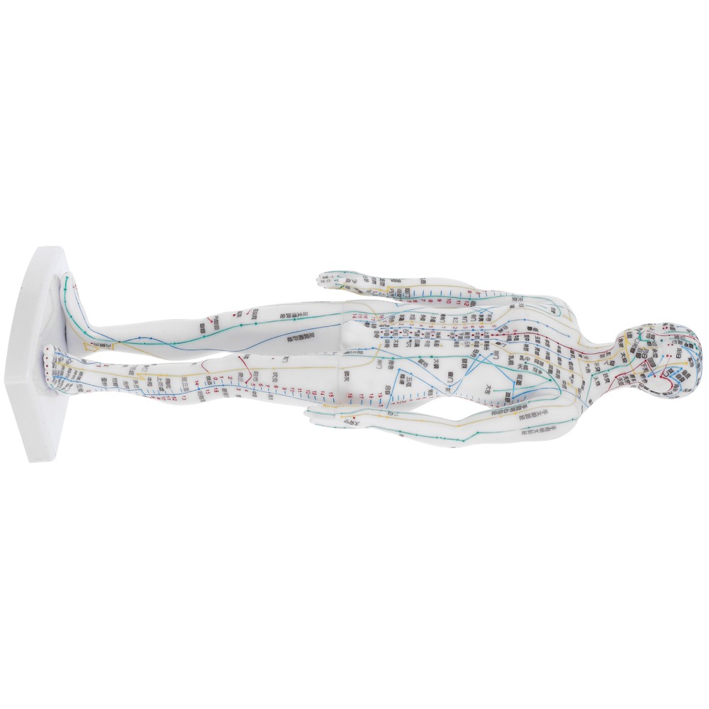 Traditional Chinese Medicine Meridian Model Acupoint Learning Display