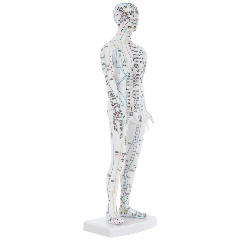 Traditional Chinese Medicine Meridian Model Acupoint Learning Display