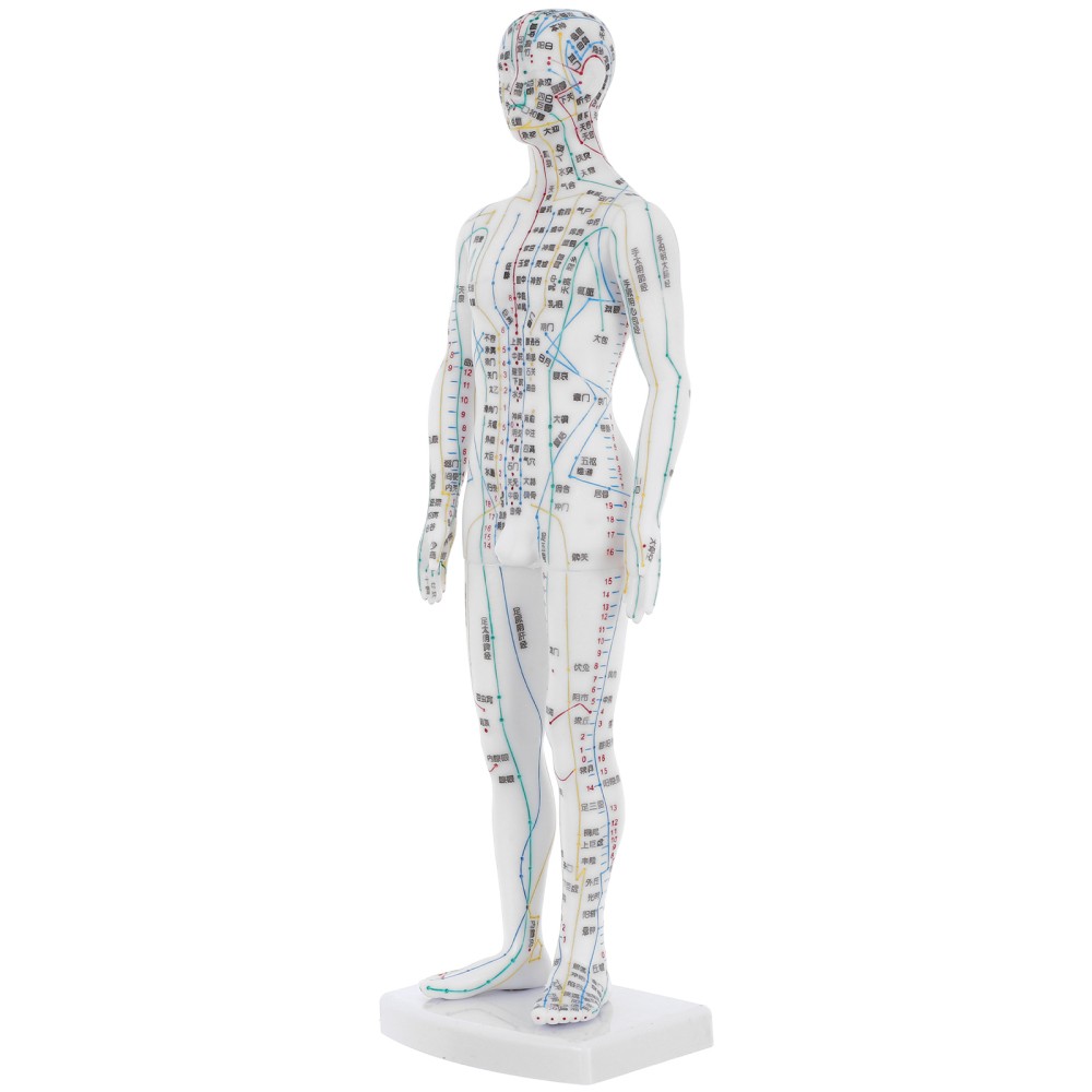 Traditional Chinese Medicine Meridian Model Acupoint Learning Display