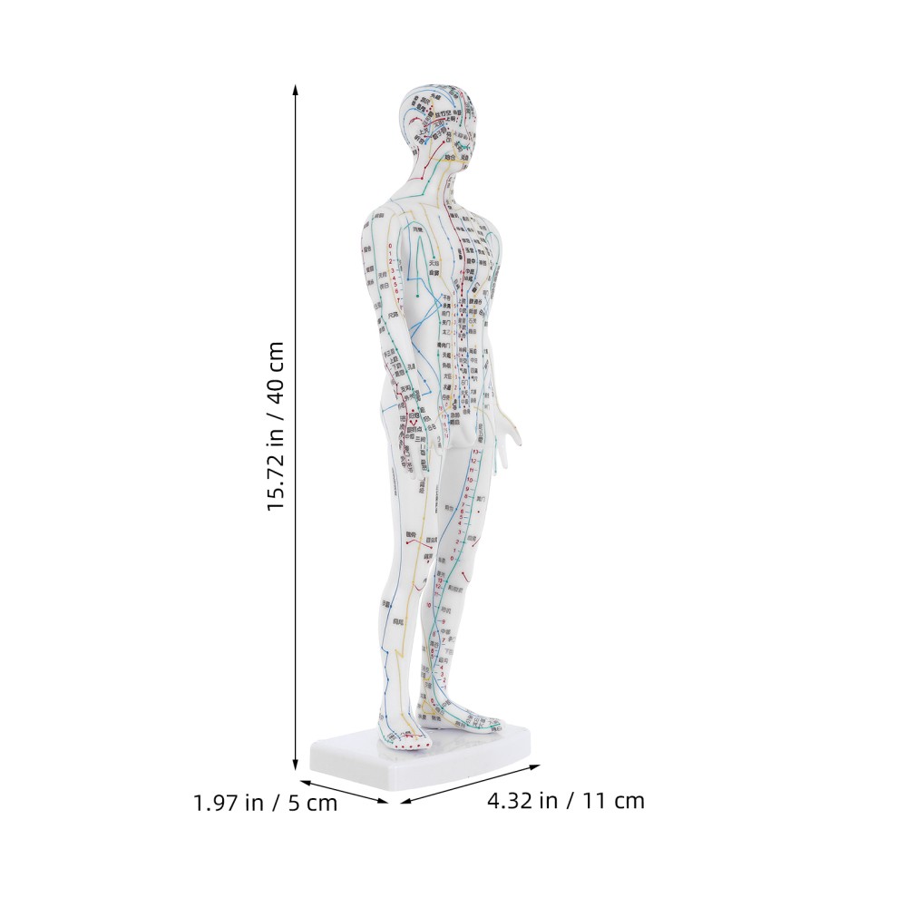 Traditional Chinese Medicine Meridian Model Acupoint Learning Display