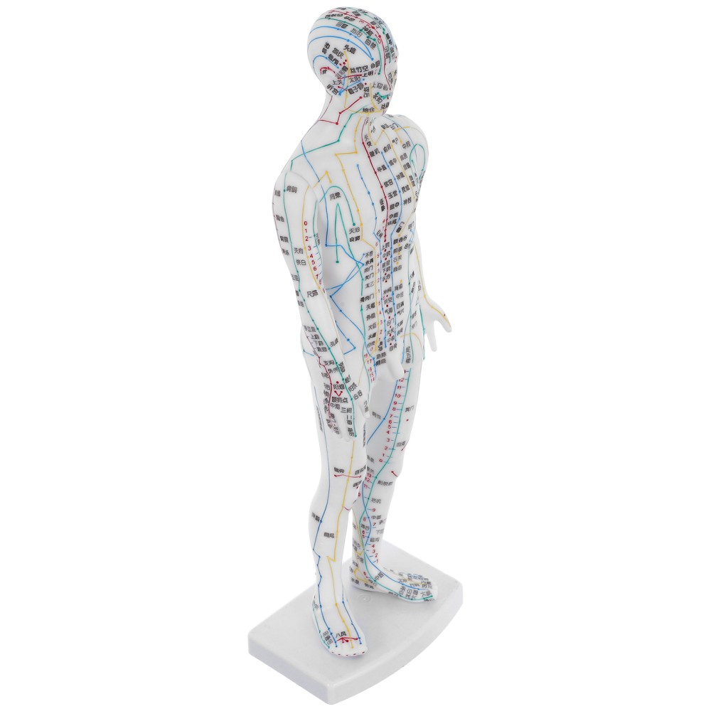Traditional Chinese Medicine Meridian Model Acupoint Learning Display