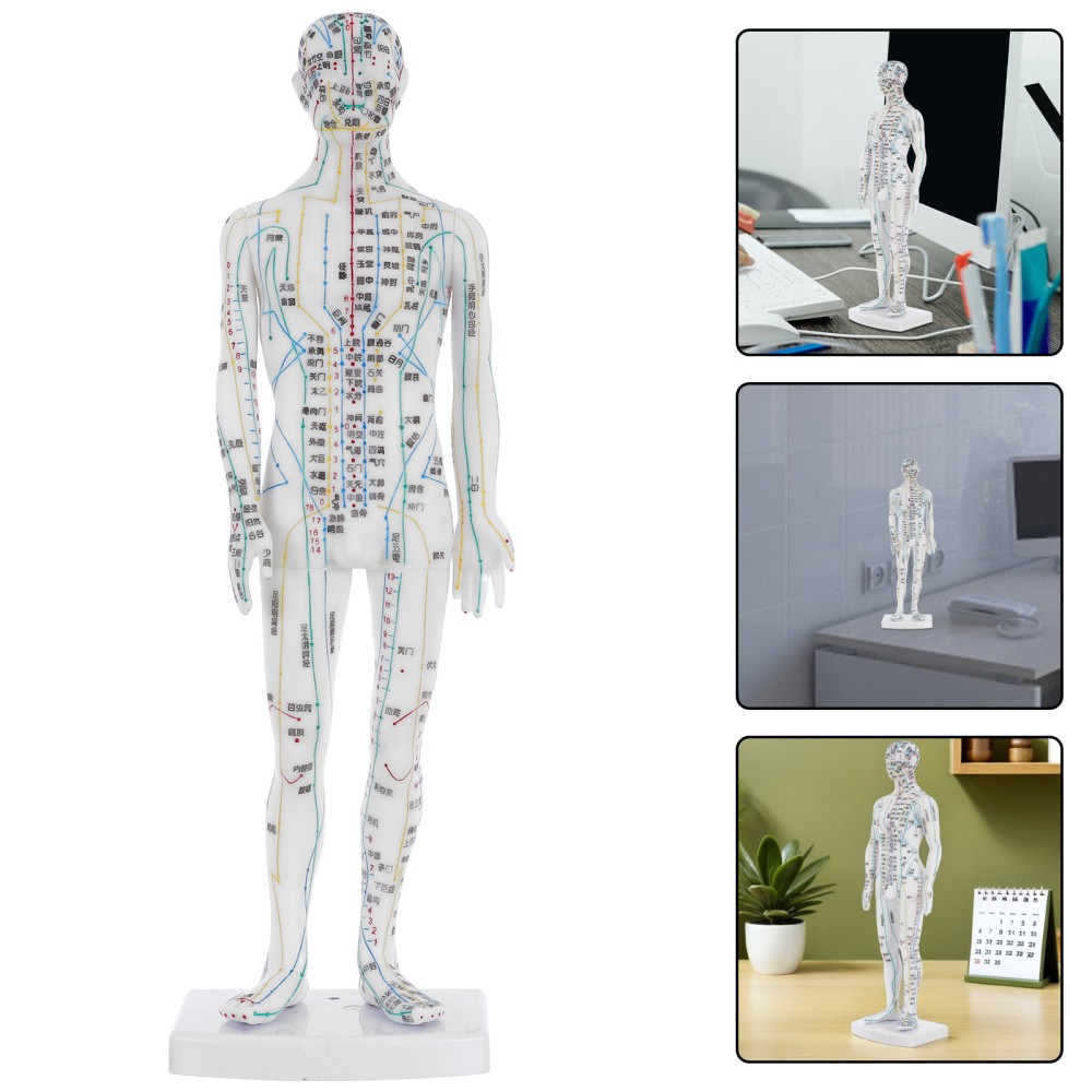 Traditional Chinese Medicine Meridian Model Acupoint Learning Display
