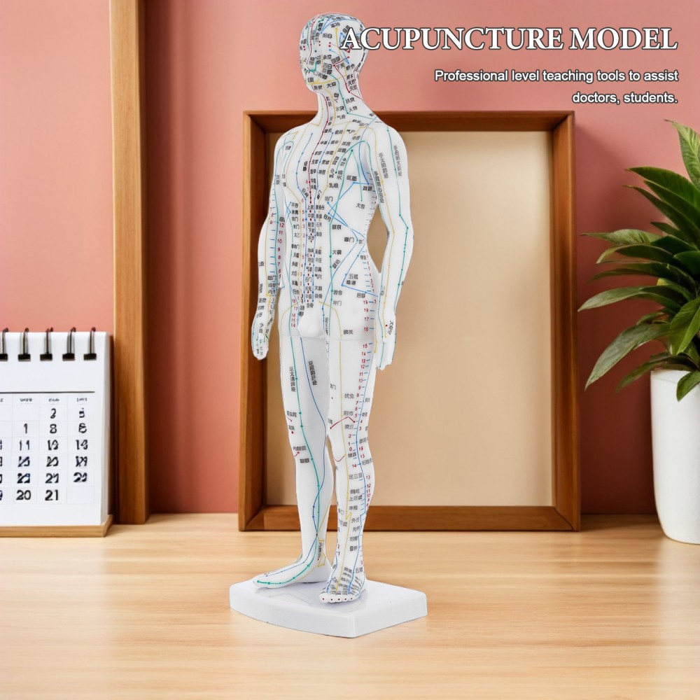 Traditional Chinese Medicine Meridian Model Acupoint Learning Display